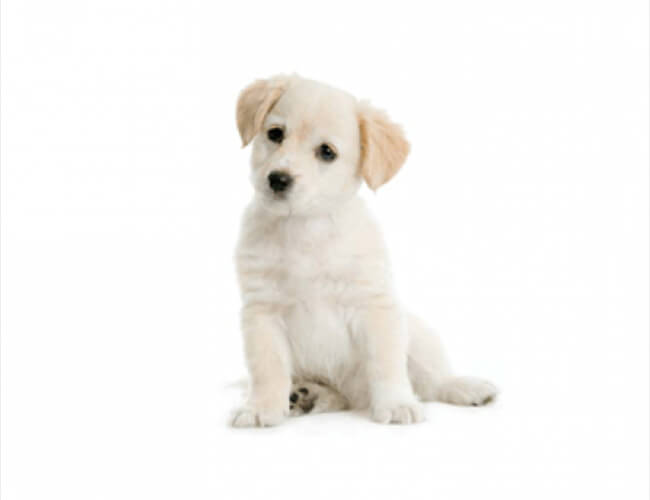 Salesforce Administrators and Puppies